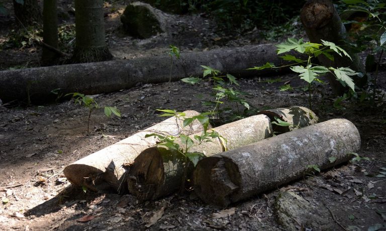 Grupo Jaraguaense fará treinamento de sobrevivência na mata e primeiros socorros em Schroeder, veja como se inscrever