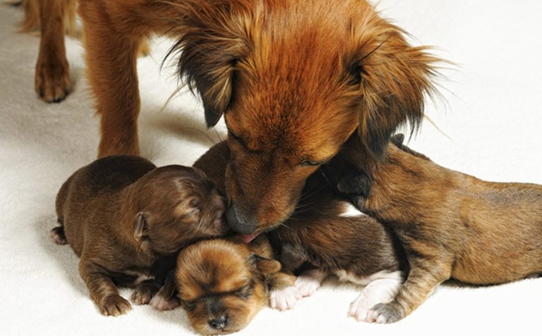 Mãezinhas abandonadas: confira os pets disponíveis para adoção em Jaraguá do Sul e região