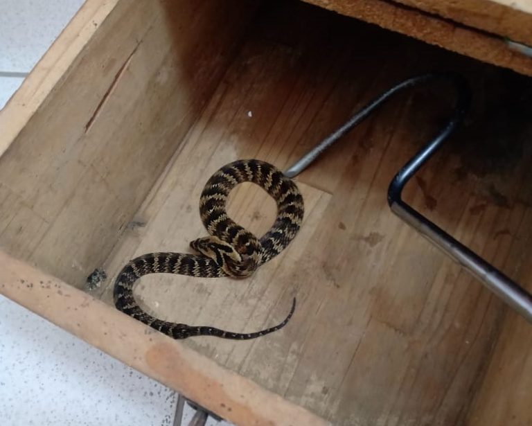 Serpente é capturada pelos bombeiros em escola em Guaramirim