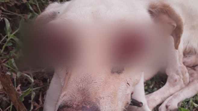 Idoso é encaminhado para a delegacia após ferir olho de cão com faca