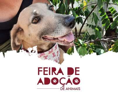 Neste sábado terá feira de adoção de animais
