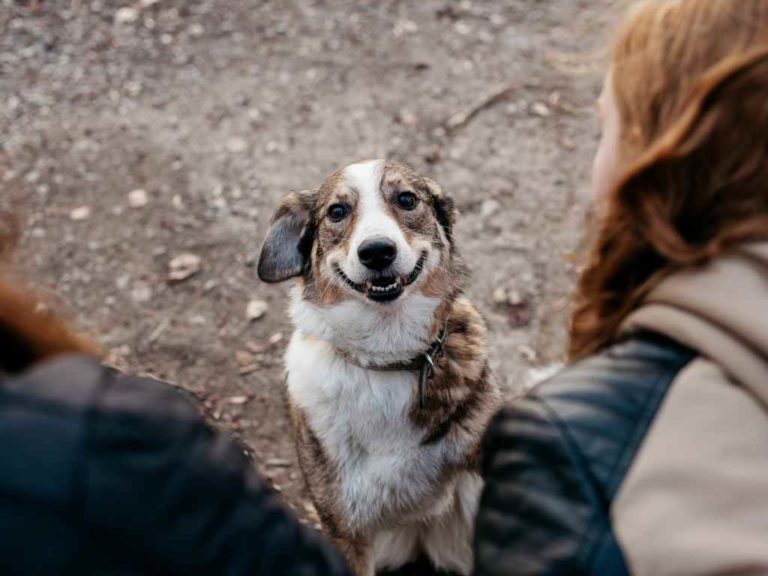 Jaraguá do Sul amplia atenção para castração de animais domésticos