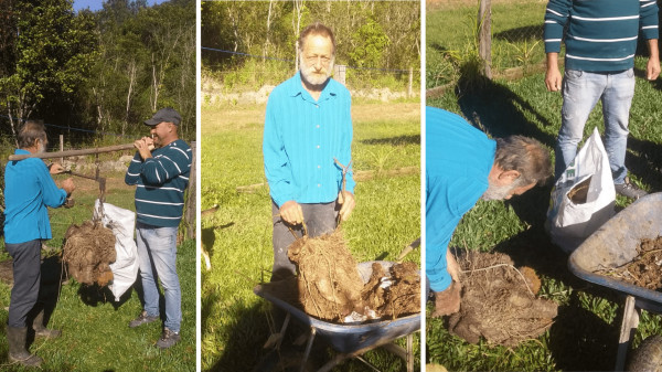 Agricultor colhe cará que pesou cerca de 36 quilos
