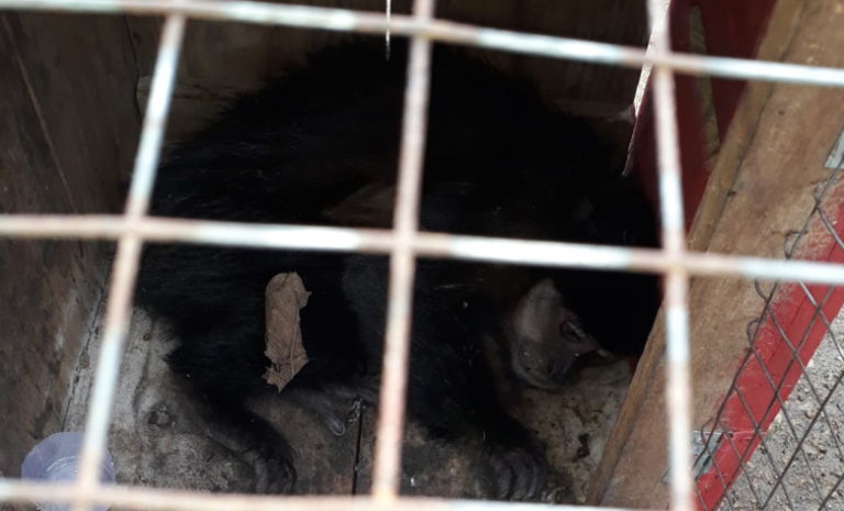 Macaco é encontrado morto em Schroeder e material é enviado para análise de febre amarela