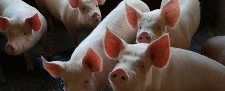 México abre mercado para carne suína produzida em Santa Catarina