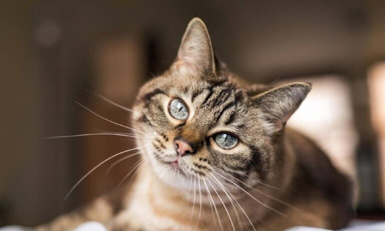 Animais também estão sujeitos a estresse devido às altas temperaturas
