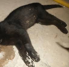Preocupante caso de envenenamento de animais em Schroeder 1