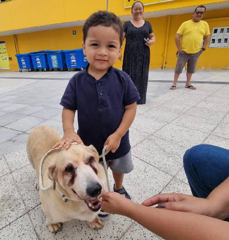 Cinco cães adotados na feira da Fujama do último sábado