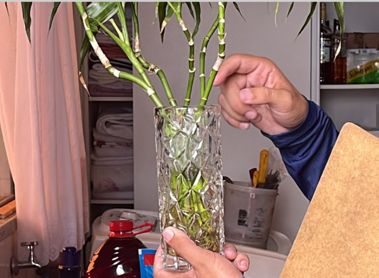 Saúde sugere checklist semanal como ação preventiva contra a dengue