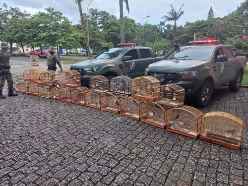 Resgate de 24 pássaros silvestres em cativeiro, na cidade Massaranduba
