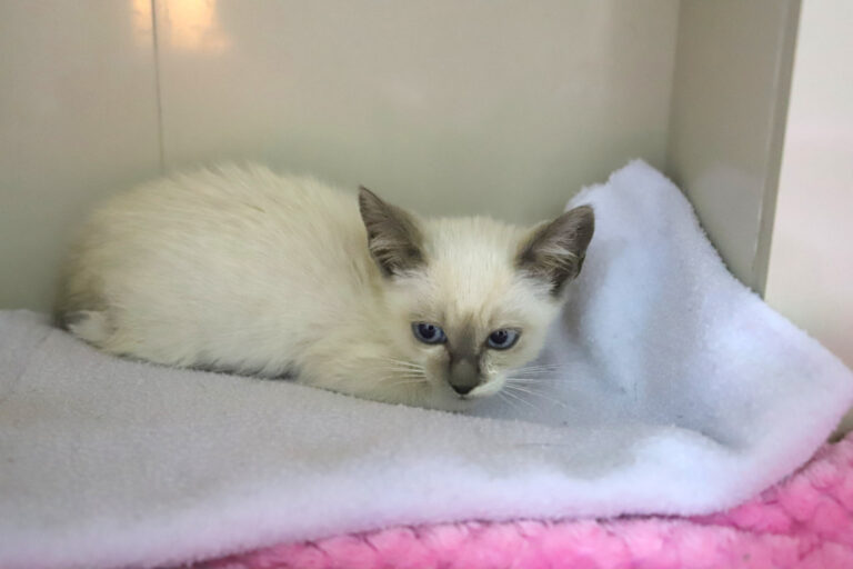 Mais uma feira de adoção ocorre na praça neste sábado