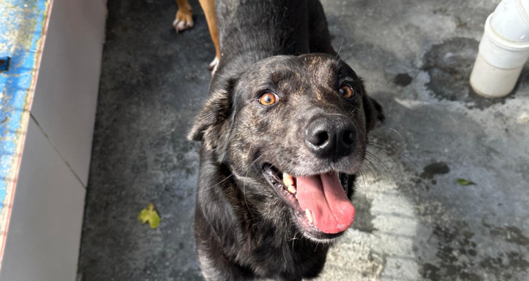 Cerca de 200 animais esperam para serem adotados na Dibea da Capital | Florianópolis, uma cidade para todos