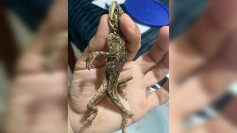 Lagarto de 18 cm é encontrado em SC dentro de contêiner vindo dos EUA | Santa Catarina