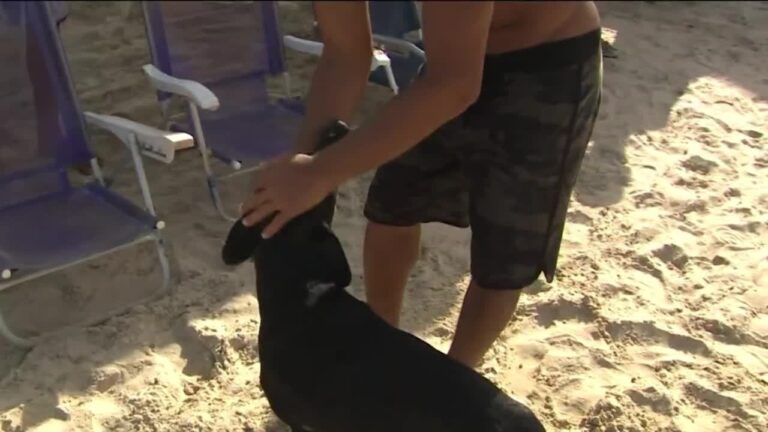 Projeto para permitir cães na praia em Florianópolis chega à Câmara de Vereadores