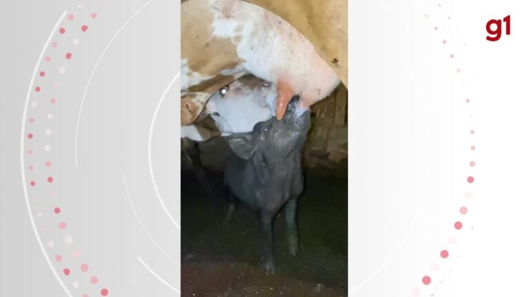 Porquinha ‘ligeira’ mama em vaca e tutora brinca: ‘Não pode atrasar ordenha ou ficamos com pouco leite’ | Santa Catarina