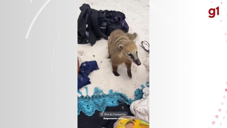 Quati agarra e disputa pacote de sanduíches com turista na Ilha do Campeche: ‘Roubou nosso almoço’ | Santa Catarina