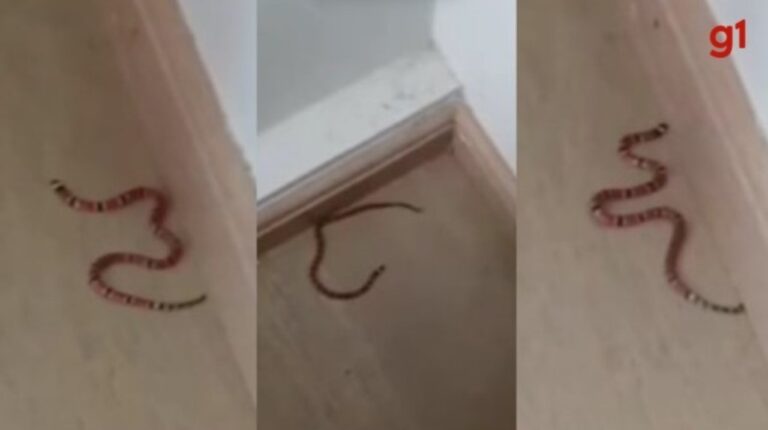 Até 12 ovos e mãe nem sempre por perto: como 8 filhotes de cobra coral podem ter parado em casa de SC