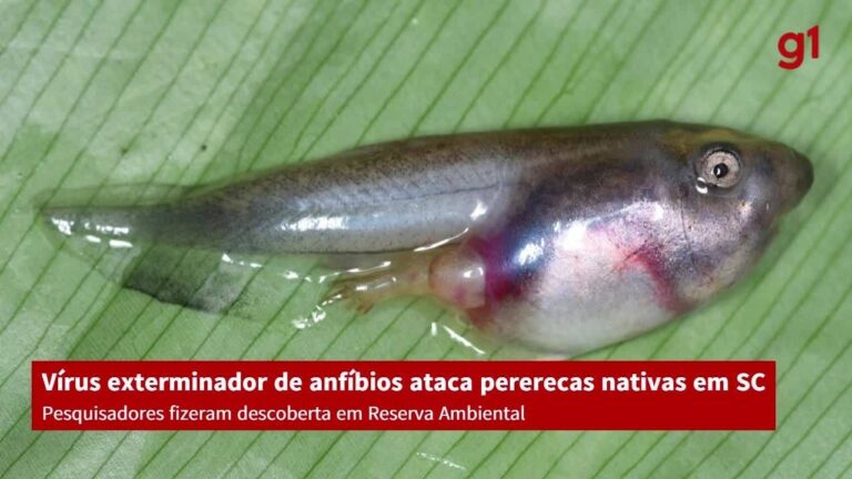 Pesquisadores encontram vírus exterminador de anfíbios atacando espécie nativa de SC; entenda | Santa Catarina