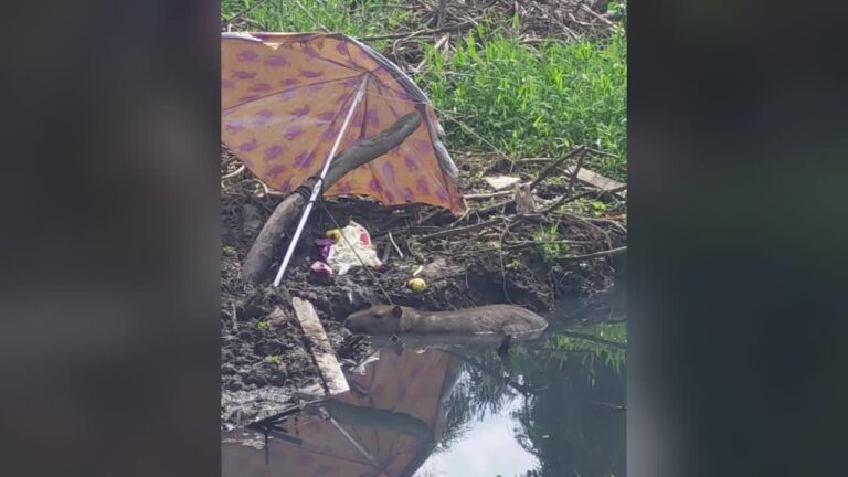 Capivara é encontrada ferida e com arpão fincado nas costas em SC; VÍDEO
