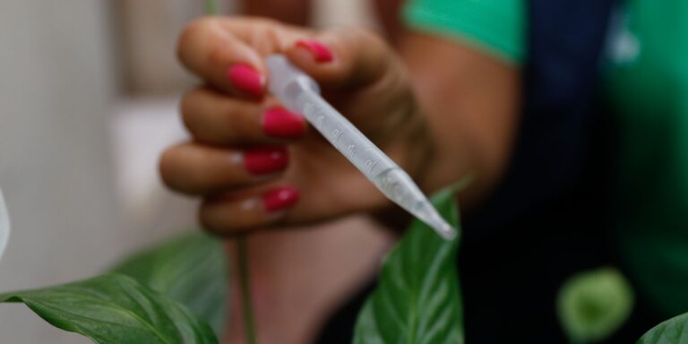 Com 300 casos por 100 mil habitantes, SP entra em epidemia de dengue