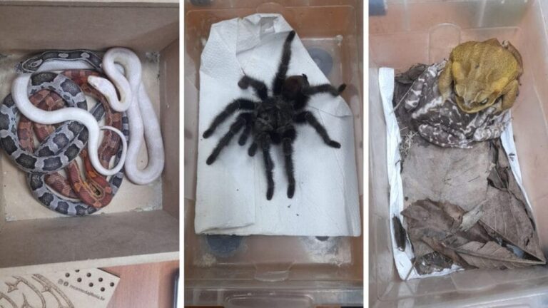 Animais exóticos e silvestres sem documentação são resgatados em apresentação de shopping em SC | Santa Catarina