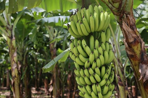 Vereadores de Guaramirim aprovam moção de repúdio contra importação de banana do Equador