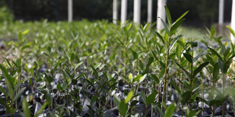 UFRJ propõe "Re-Amazonizar o Brasil" no Festival do Conhecimento 2025