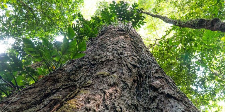 Mudança climática: gigantes da Amazônia podem ajudar cientistas