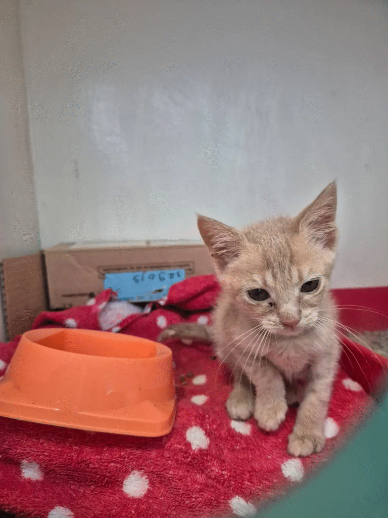 Fujama promove última feira de adoção de pets do ano