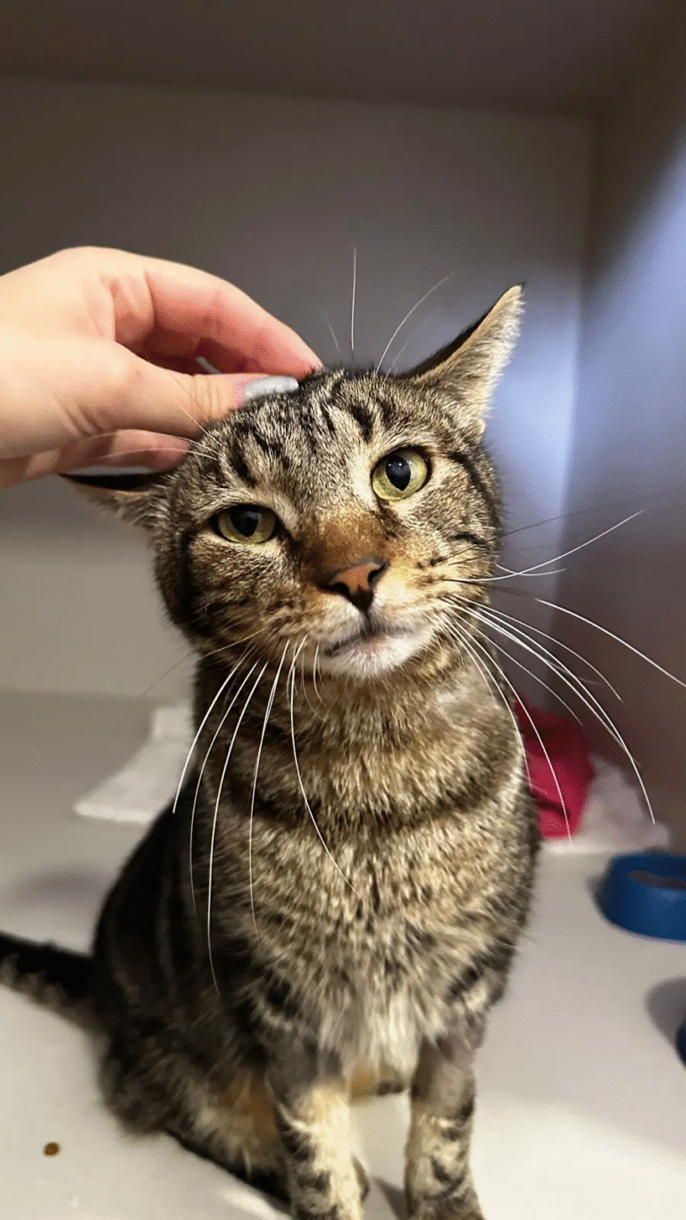 Sábado terá nova feira de adoção da Fujama na Praça