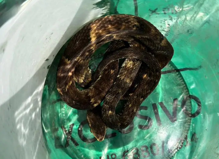 Cobra venenosa é encontrada viva em saco verde