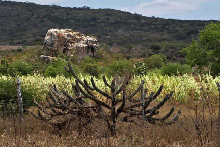 Entra em vigor lei que estabelece política de recuperação da Caatinga – Notícias