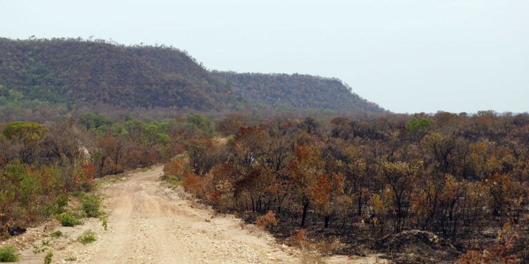 Mapbiomas: menor vegetação nativa expõe mais o país ao El Niño