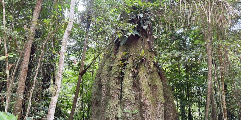 Congresso terá sete em cada dez parlamentares contra agenda ambiental