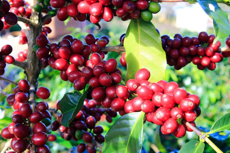 Projeto reconhece cultivo de café como opção para reflorestamento na Amazônia Legal